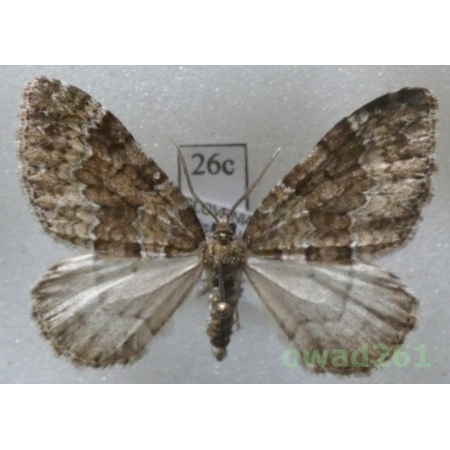 Colostygia kollariaria (Herrich-Schäffer, 1848) Slovenia26c